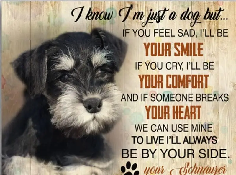Rustic Tin Wall Decor I'll Always Be by Your Side Your Schnauzer Tin Sign Chic Art Wall Metal Decorations Funny Iron Plaque sign