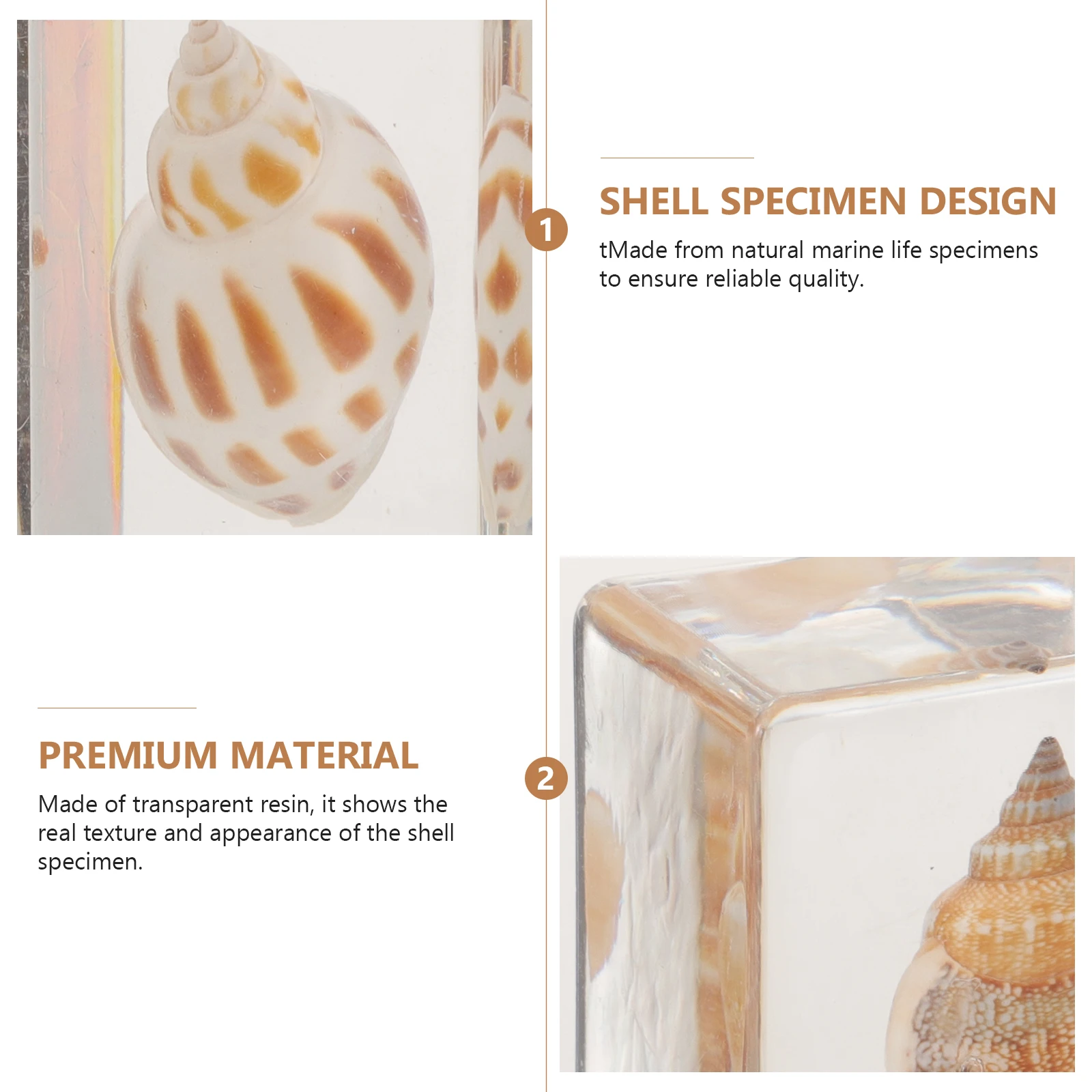 

6pcs Shell Paperweight Marine Biological Specimens Resin Desktop Ornament Home Decoration Specimen Teaching Aid Micro Landscape