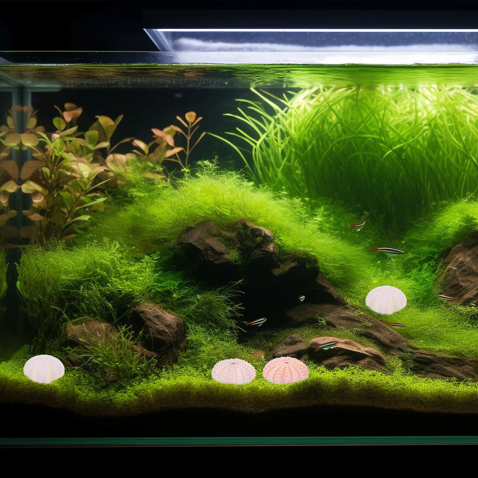 

Aquarium Decorations 6pcs Natural Sea Urchin Shells Coastal Style Desktop Decors Mixed Ornaments Craft for Home and Bonsai