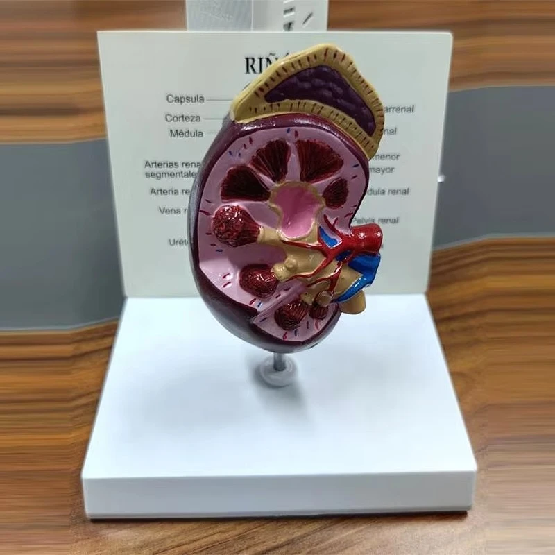 Kidney anatomy model, medical anatomy