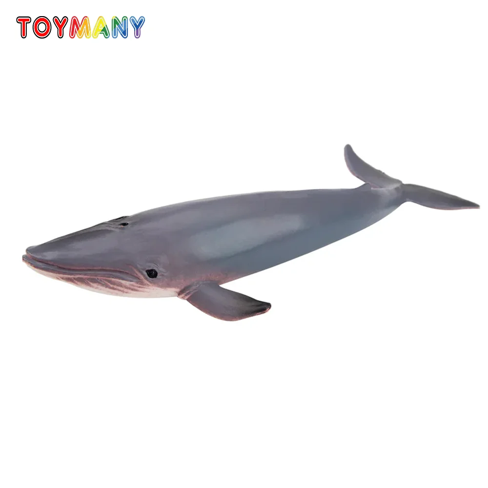 

Toymany Simulation Blue Whale Ocean Animal Model Toy Mini Figures Dolls Action Figurines Toys Children Gift Cake Decoration