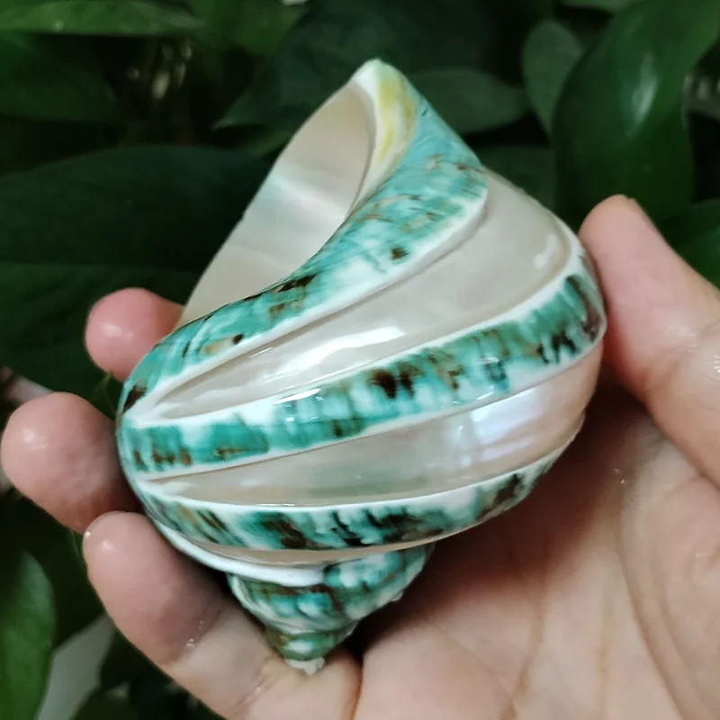 Large Turbo Jade Green Shell with Pearl Band Hermit Crab Sea Shells for Crafting Coastal Home Decor Accent and Vase Filler view 6
