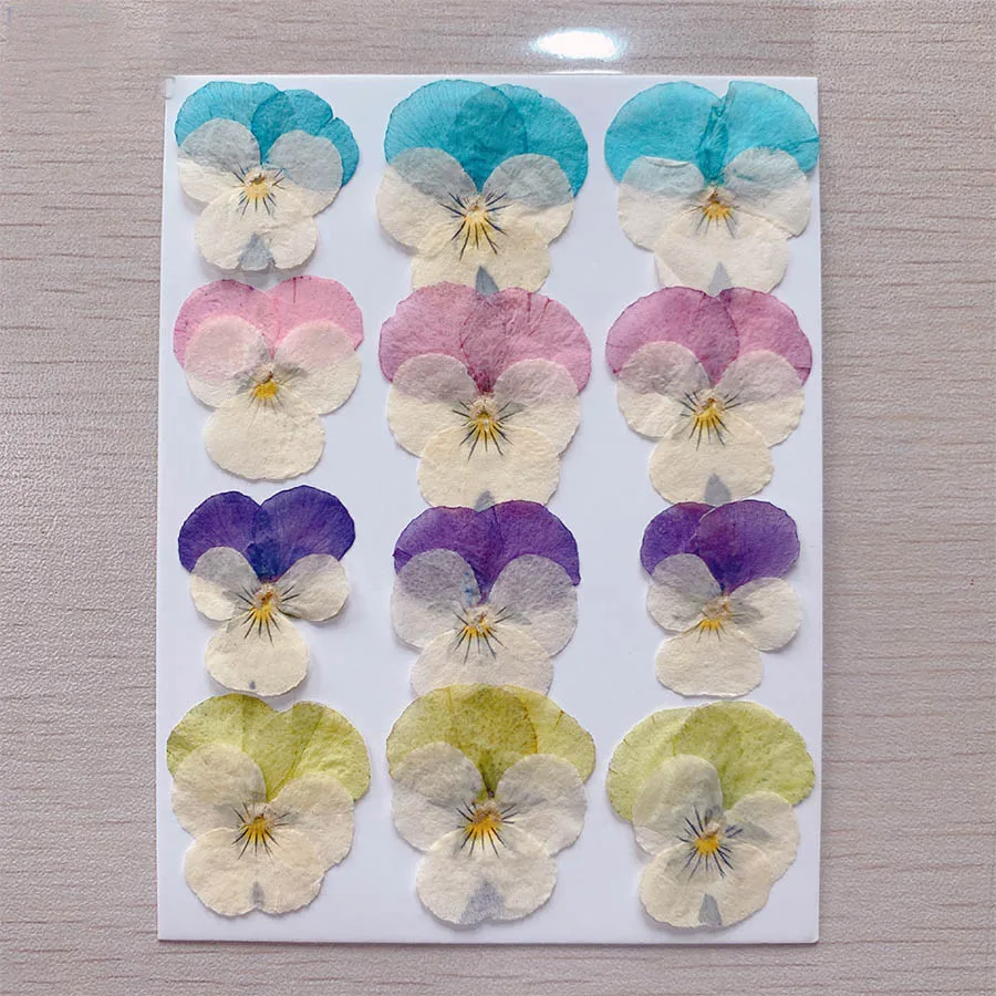 

120pcs Pressed Dried Macaron Pansy Viola Tricolor L. Flower Plants Herbarium For Jewelry Postcard Bookmark Phone Case Making
