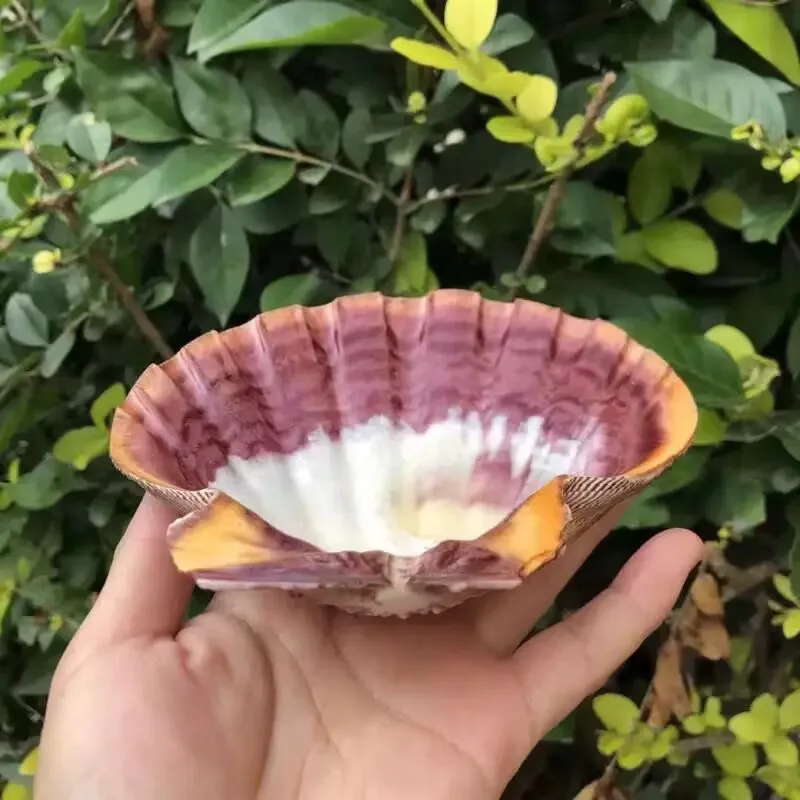 New Natural Queen Scallop Slices, Fish Tank Decorations, Aquarium Landscaping Props, Mediterranean Style Ornaments Are Beautiful