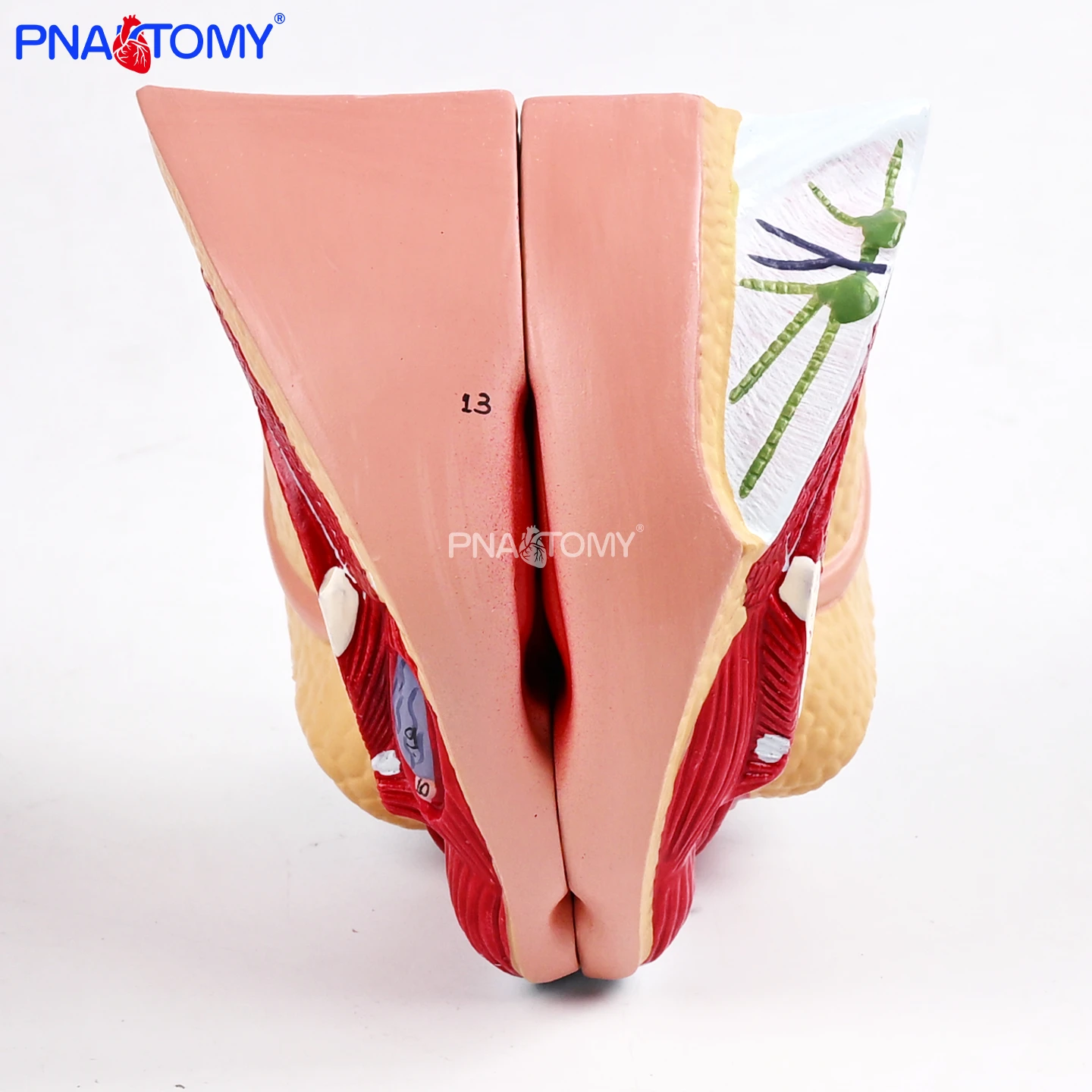 

Модель женских внутренних и внешних половых органов, 4-частная анатомическая модель сагиттального среза таза человека, матка, яичники, фаллопиевые трубки, влагалище, вульва, сагиттальный срез средней линии таза, демонстрация структуры тазовых органов и пр