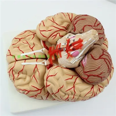 Brain cortex partition model of human brain organs nervous system anatomical model of brain model