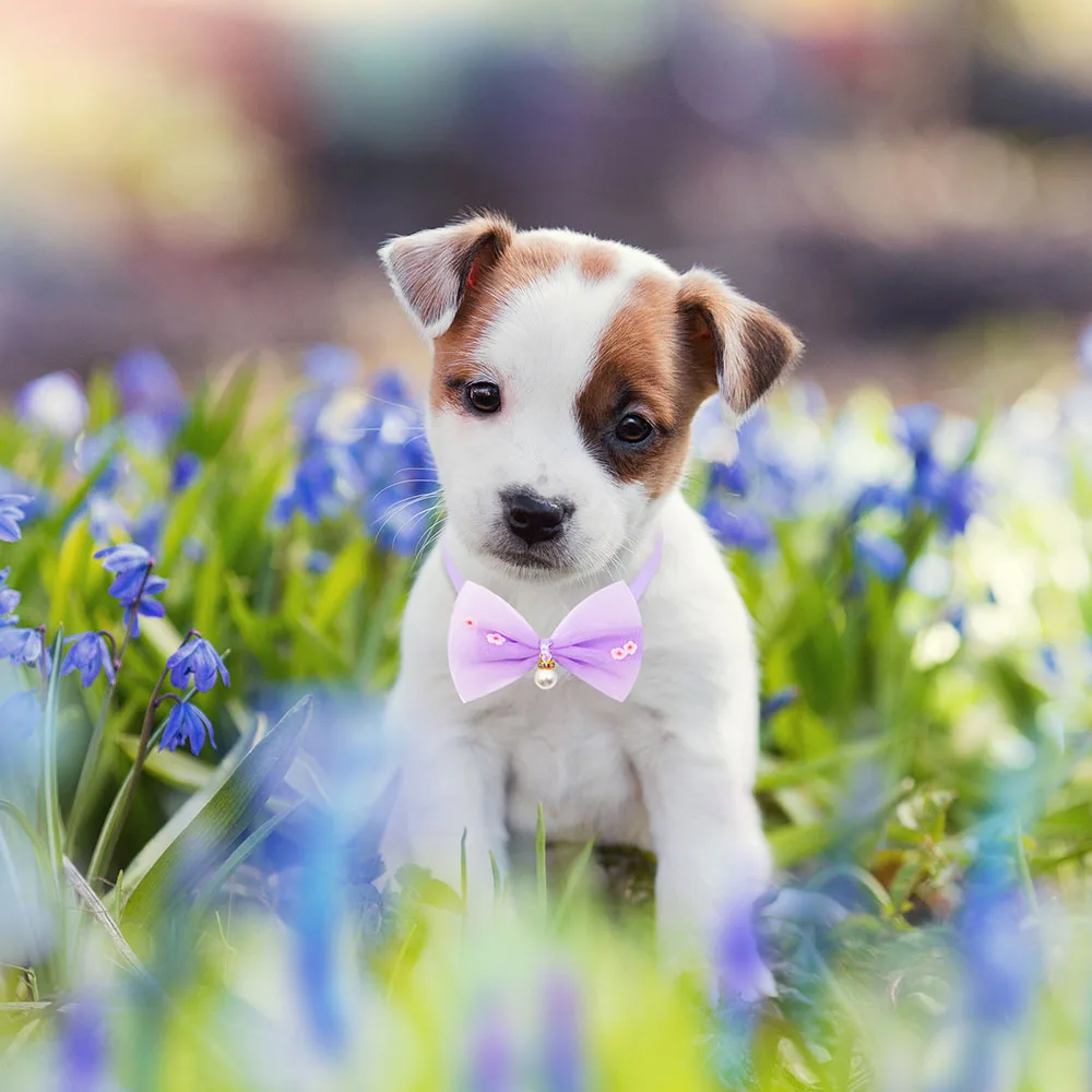 60pcs Spring Dog Bowties Cute Lace Pearl Bow Tie Neckties for Dogs Pets Adjustable Pet Grooming Dog Accessories For Small Dogs
