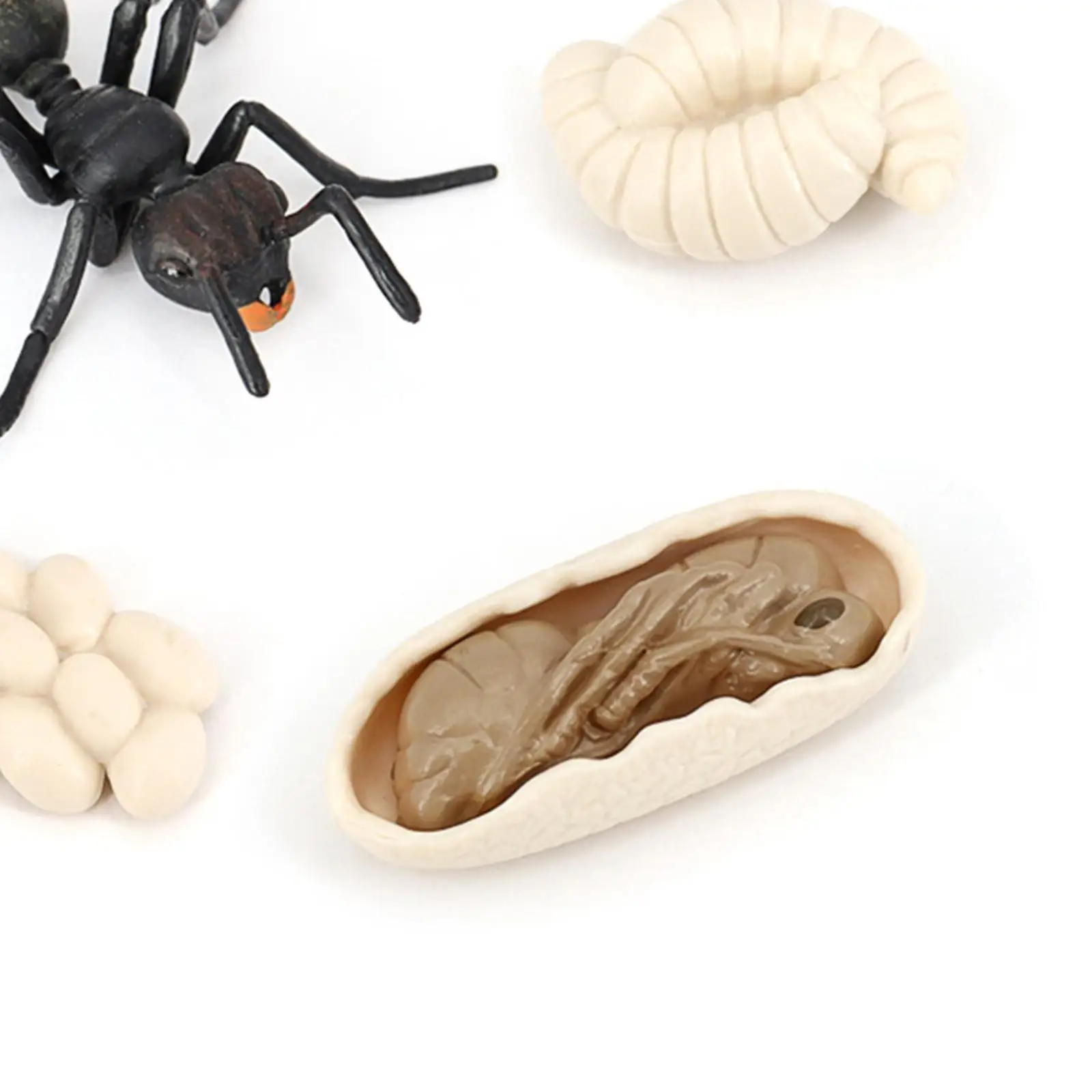 Kids Development Toy Ant Growth Cycle Model Life Cycle Stages Simulation PVC Action Figures for Teaching and Learning