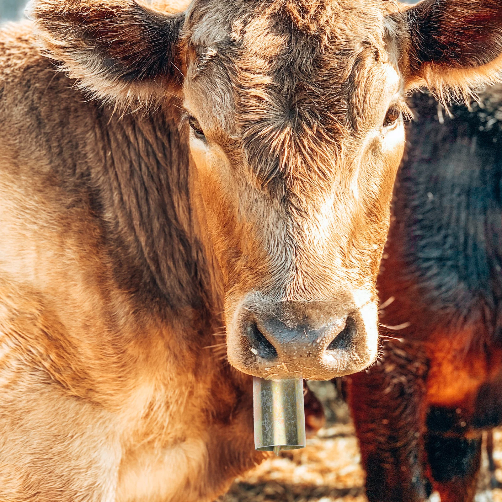 

1Pcs Iron Farm Grazing Bell Anti-Lost Animal Bell for Cow Horse Sheep Loud Cattle Hanging Alarm Supply Grazing Supply