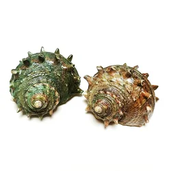 Large Horned Turban Snail Natural Turbo Cornutus Shell Hermit Crab Supplies for Decor Beach Conch Collection Specimen Fish Tank