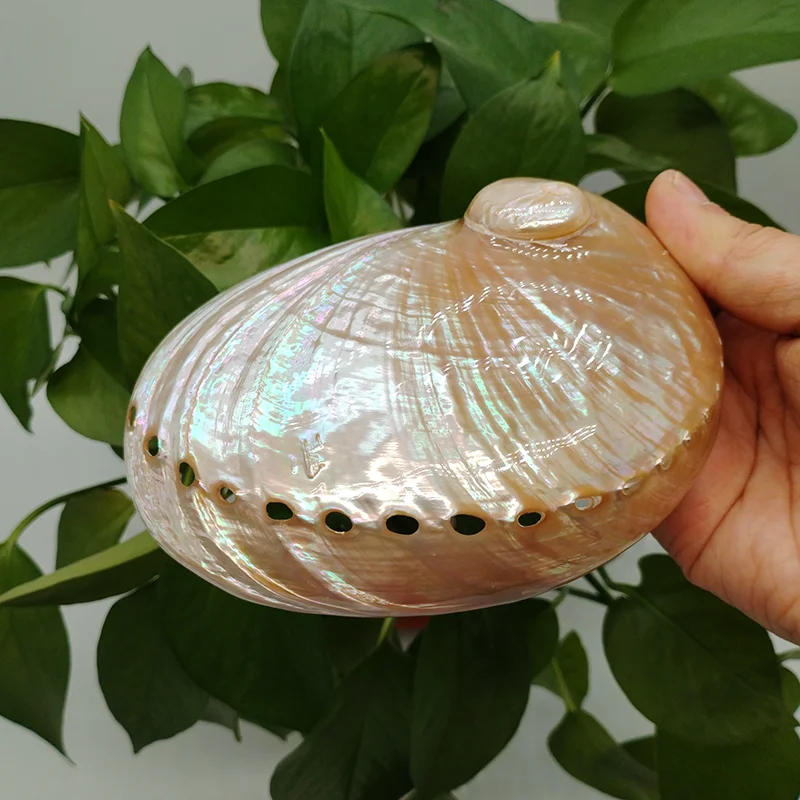 Polished Abalone Shell 100%  Australian White Natural Shell for Smudging Sage Burner Holder, Meditation, Home Décor and to Gift