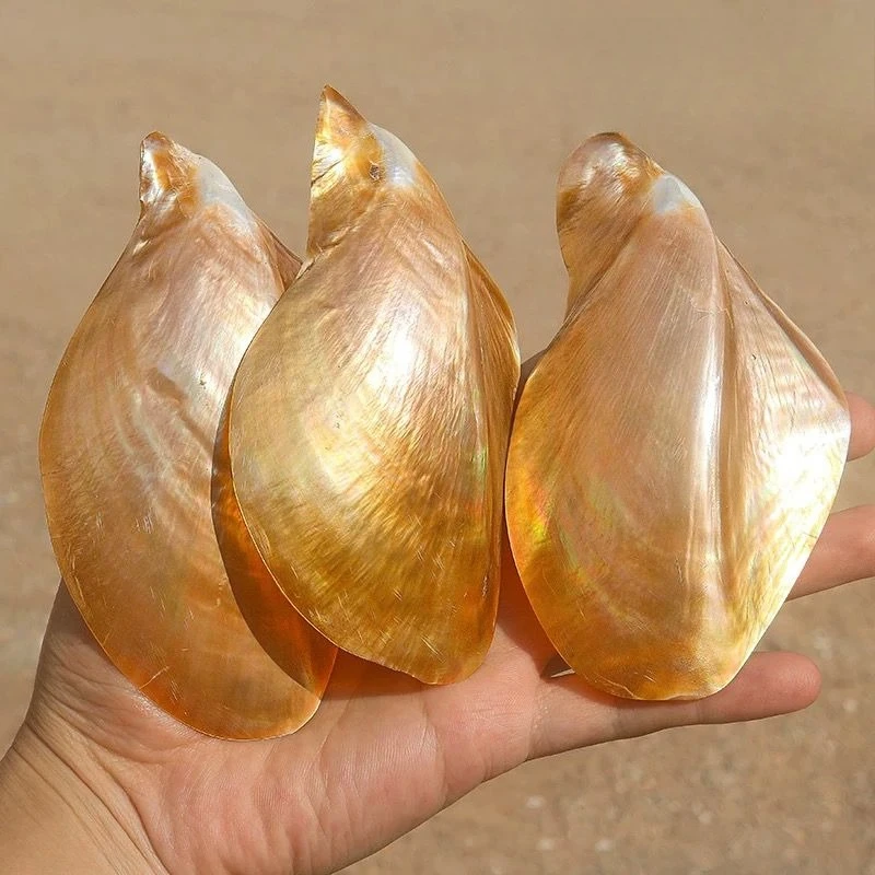 Concha de mariposa amarilla, concha de concha Natural, pecera, acuario, adorno artesanal creativo para el hogar, estilo de colección de concha rara