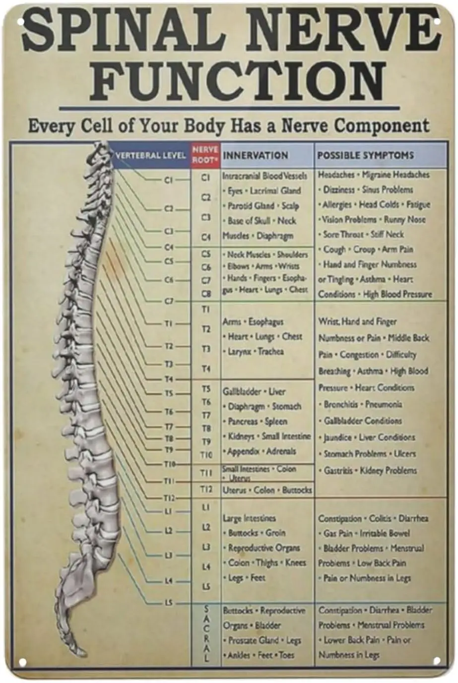 1pc Knowledge Spinal Nerve Function Metal Tin Sign Vintage Spinal Nerve Function Chart Root Chart Chiropractic Retro Poster Funn