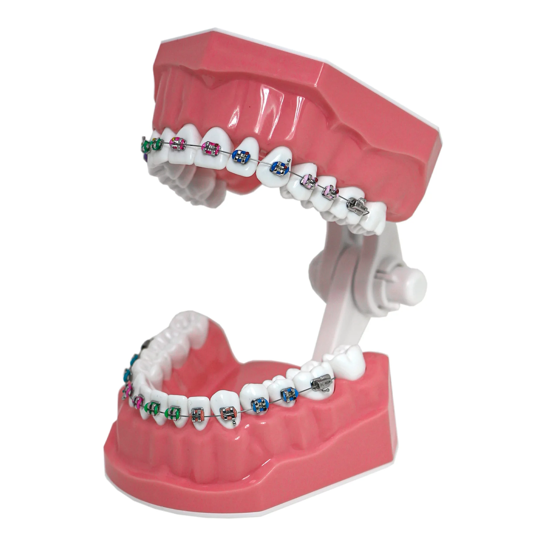 Dental Typodont Orthodontic Teeth Model 1:1 Standard Demo Teach Study With Archwire Ligature Ties Metal Brackets Buccal Tubes