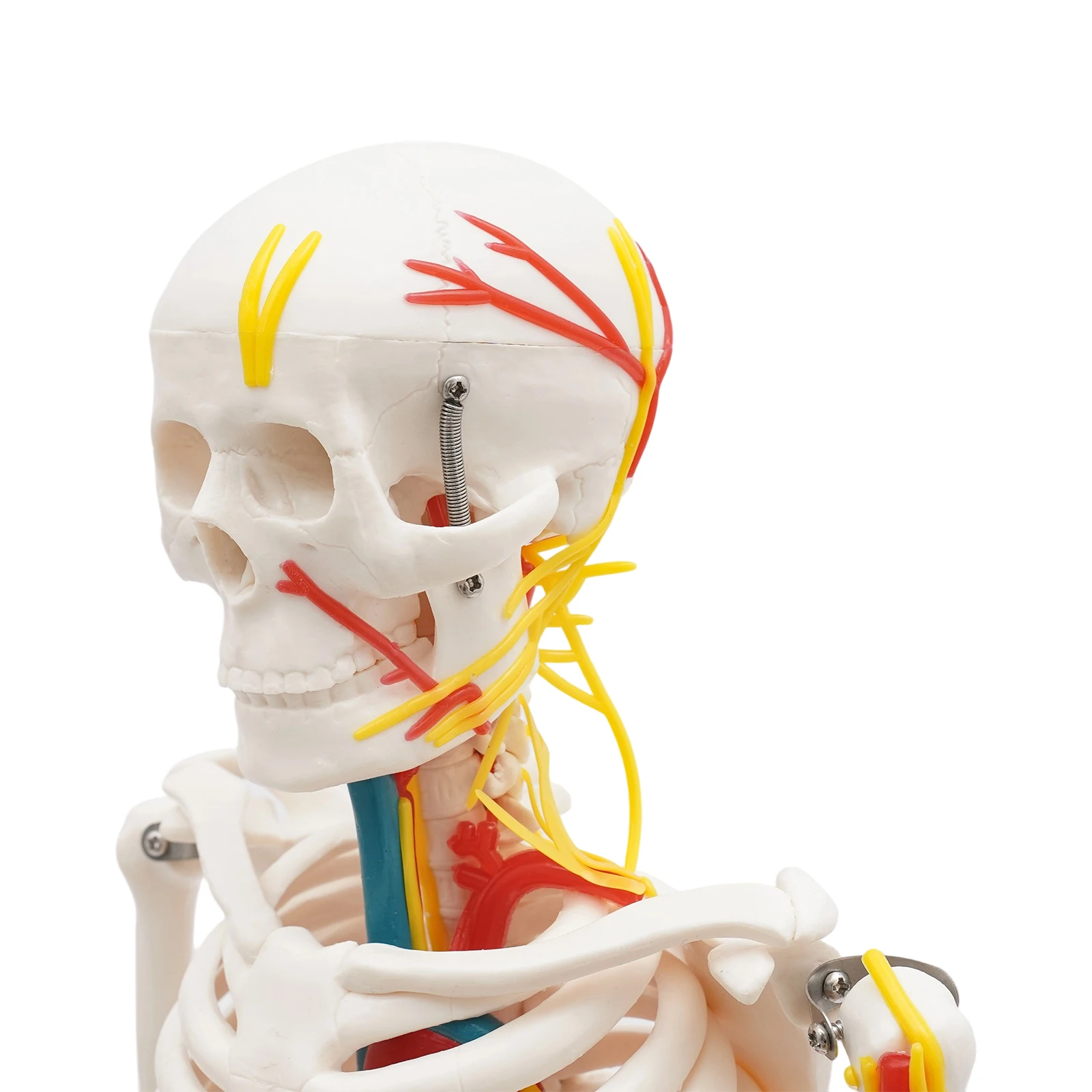 نموذج هيكل عظمي بشري 34 بوصة مع أداة تعليمية ممتازة للأوعية الدموية العصبية في مختبرات الفصول الدراسية الطبية