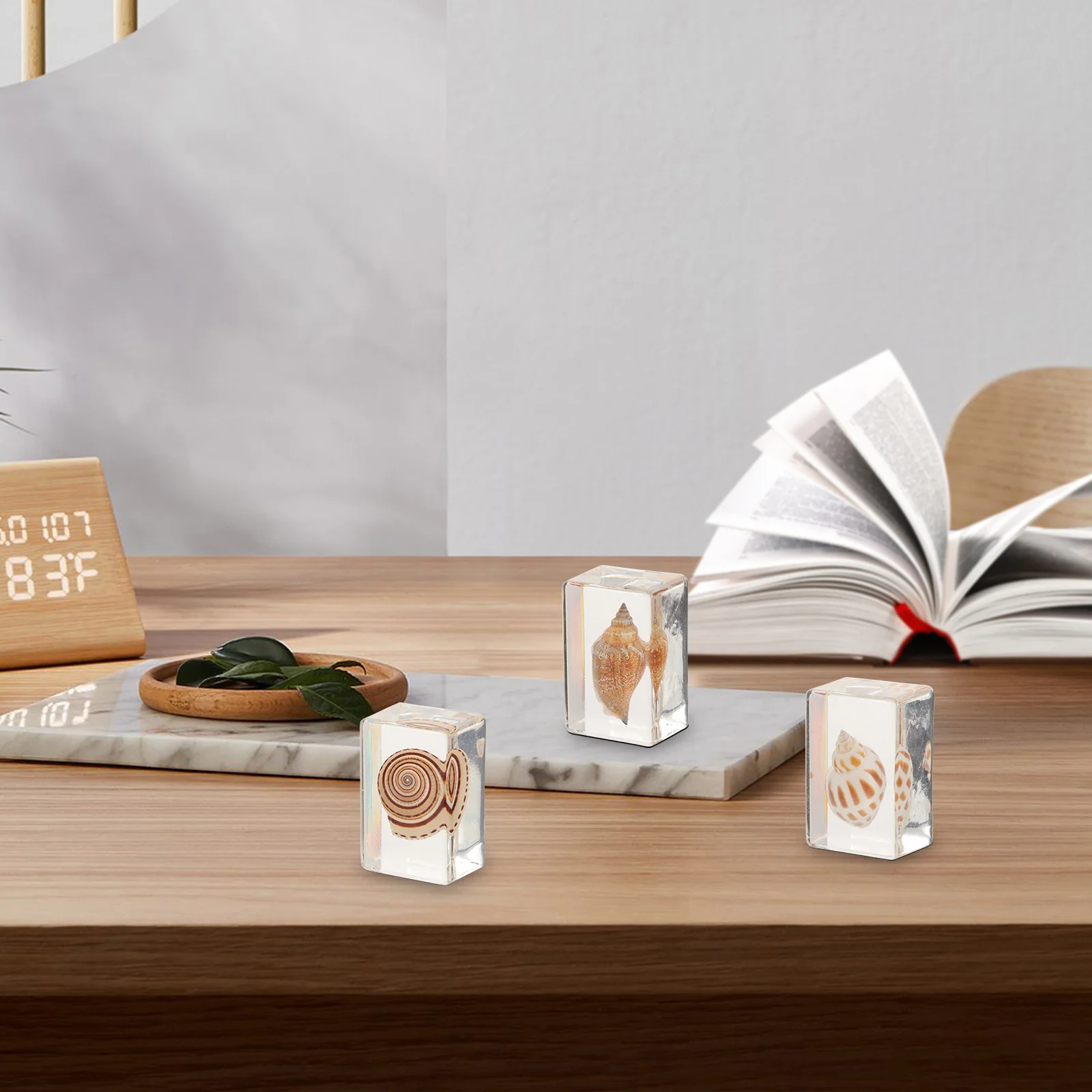 

6pcs Ocean Life Specimens In Resin Natural Seashell Collection For Biology Teaching Aids Micro Landscape Ornament Desktop Decor