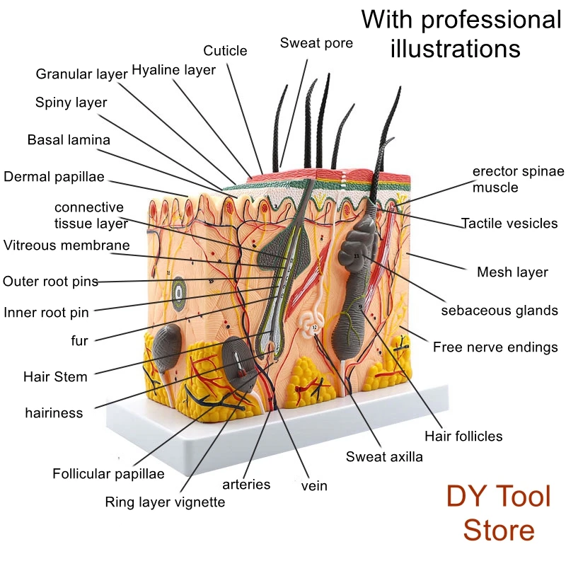 50x human skin tissue structure enlarged anatomical model Medical cosmetic plastic three-dimensional skin enlarged model
