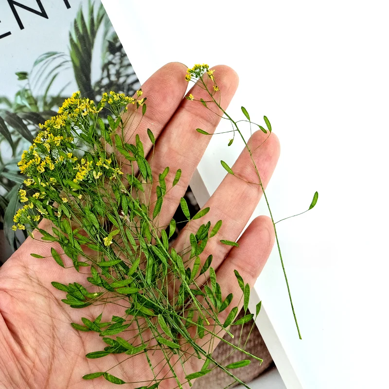 Flor seca draba nemorosa, 6-9c - Dried Flower Bookmark avaliação e preço