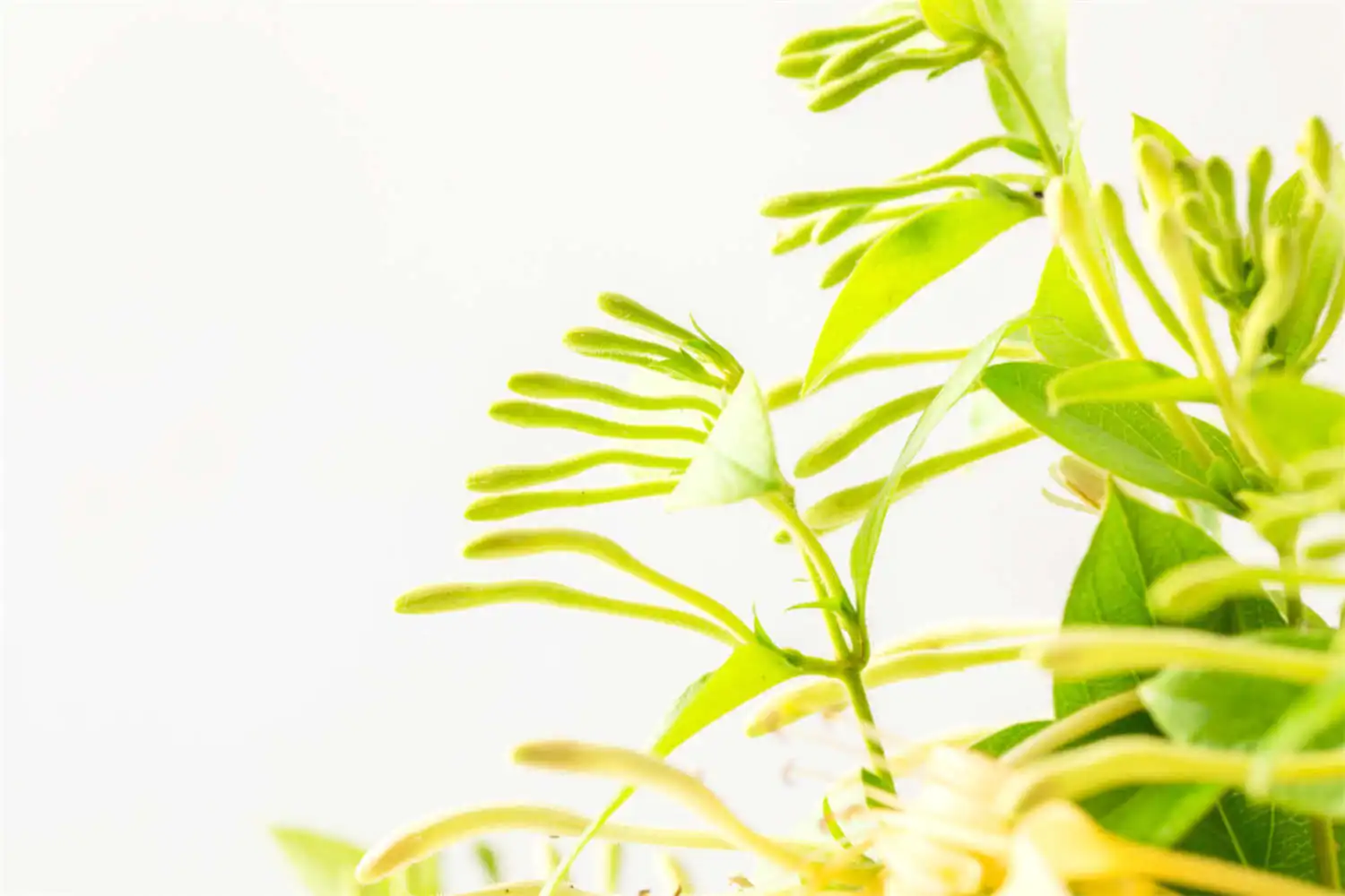 

Для радиоуправляемых машинок Wltoys K969 K979 K989 K999 P929 P939 1/28: 4 шт. передних и задних опор кузова K989-50 K989-51