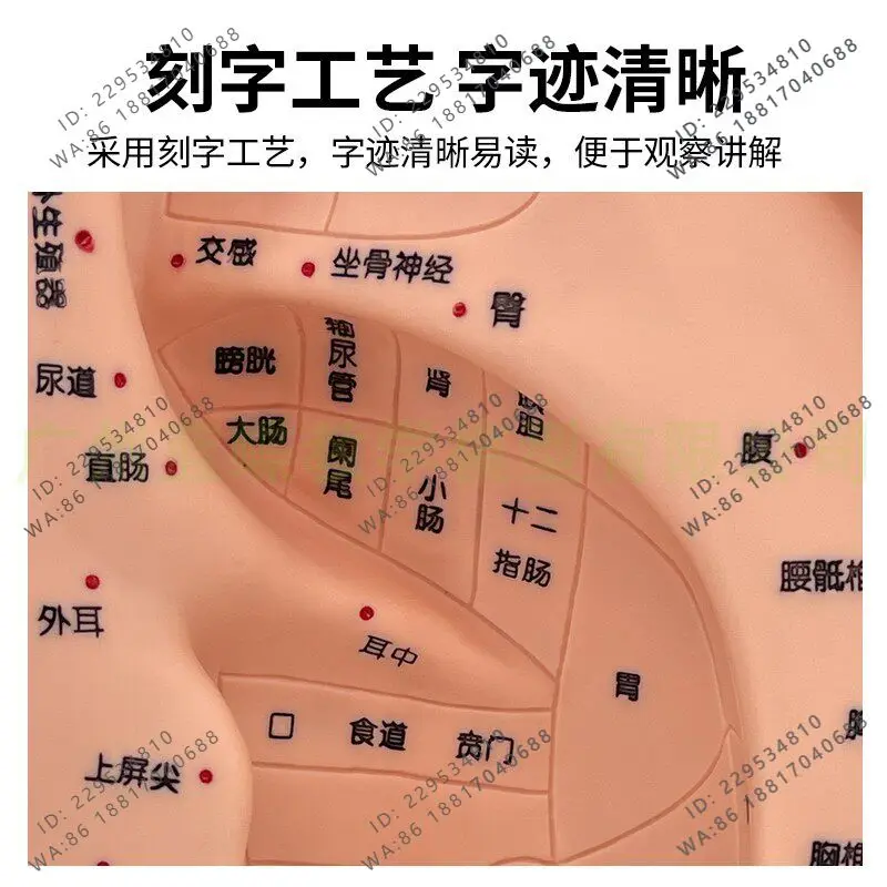 22Cm ultra-clear acupoint lettering auricular point model, auricular acupuncture point model