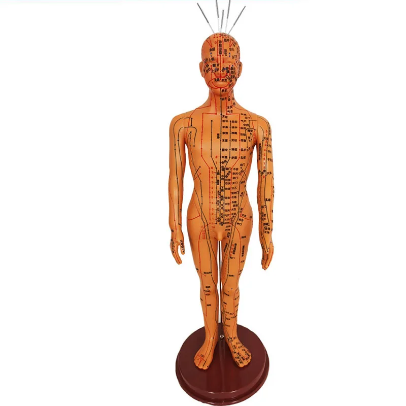 Human Body Acupuncture Model Female/Male Meridians Model Chart Book Chinese Medicine 52cm