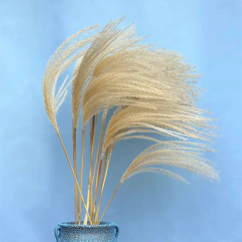 

Primary Color Natural Bouquet Small Pampas Grass New Arrivals In 2022 For Cafe Soft Wedding Decoration Photo Props Reed Grass