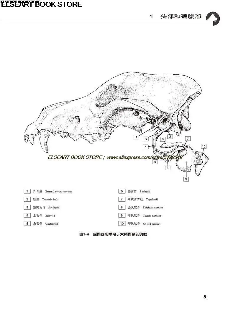 Medical decompression learning animal structure painting Color Book chinese english Animal Anatomy Coloring Book: 2nd Edition