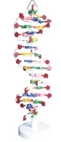 

DNA Structure Model Advanced Human Anatomy Medical Training Simulator