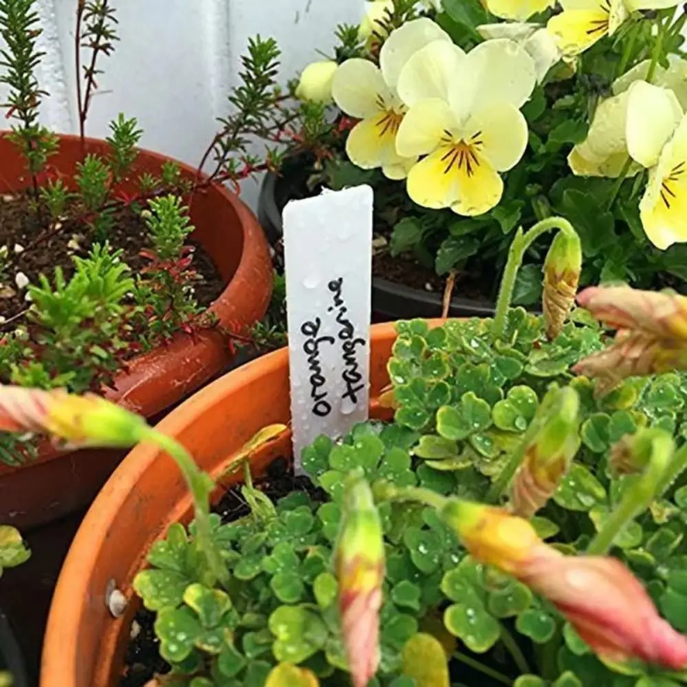 100Pcs Plastic Material Plant Tags 5*1cm Size Reusable Garden Plant Labels Waterproof DIY Tool Seedling Tray Mark Flower Pots