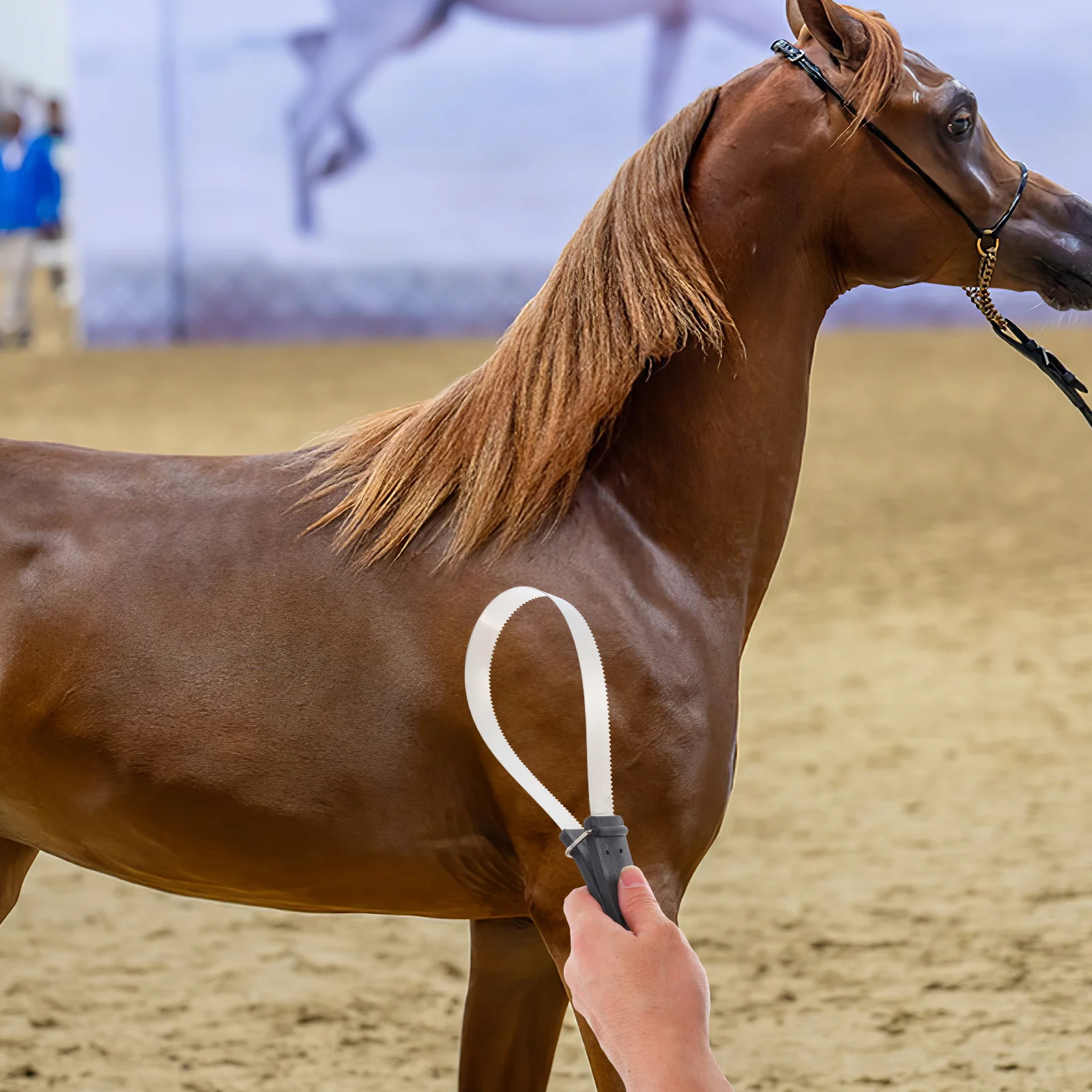 دائم الفولاذ المقاوم للصدأ الحصان مكشطة الشعر فرشاة تساقط أداة تهذيب لون عشوائي الحصان مكشطة فرشاة الحيوانات الأليفة الاستمالة