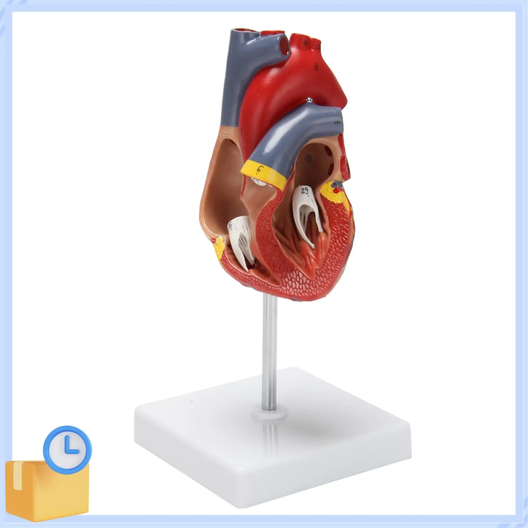 Popular 1: 1 Human Heart Model, Anatomically Accurate Heart Model Life Size Human Skeleton Anatomy For Science Classroom Study D