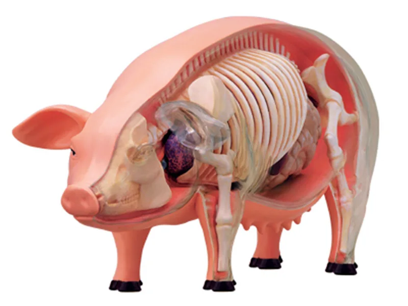 4D Vision Pig Organ Anatomy Model Animal Puzzle Toys for Kids and Medical Students Veterinary Teaching Model