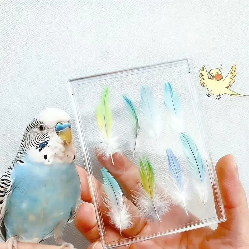 New Pet Bird Feather Keepsake Display Box Clear Parrot Feather Display Case Memorial Box To Preserve The Warmth Of Your Pet