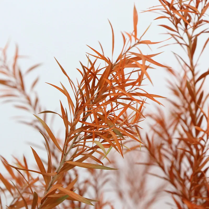 Plantes séchées aqumotiques Un bouquet de Melaleuca prompt teMiF. Muell. Absorption de embauLive for Ever Inflorwizdom, Absorption de embau, Absorption de document