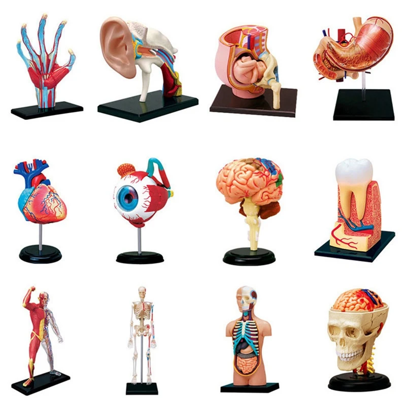 -Torso Human Body Model Removable Parts Education Organs Model For Teaching Study Class Students