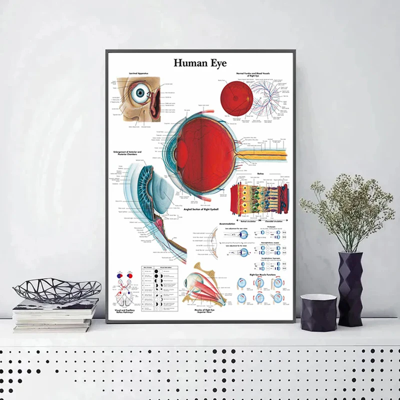 

Anatomical Function Human Eye Diagram Art Posters Prints Body Map Medical Education Canvas Painting Wall Art for Hospital Decort