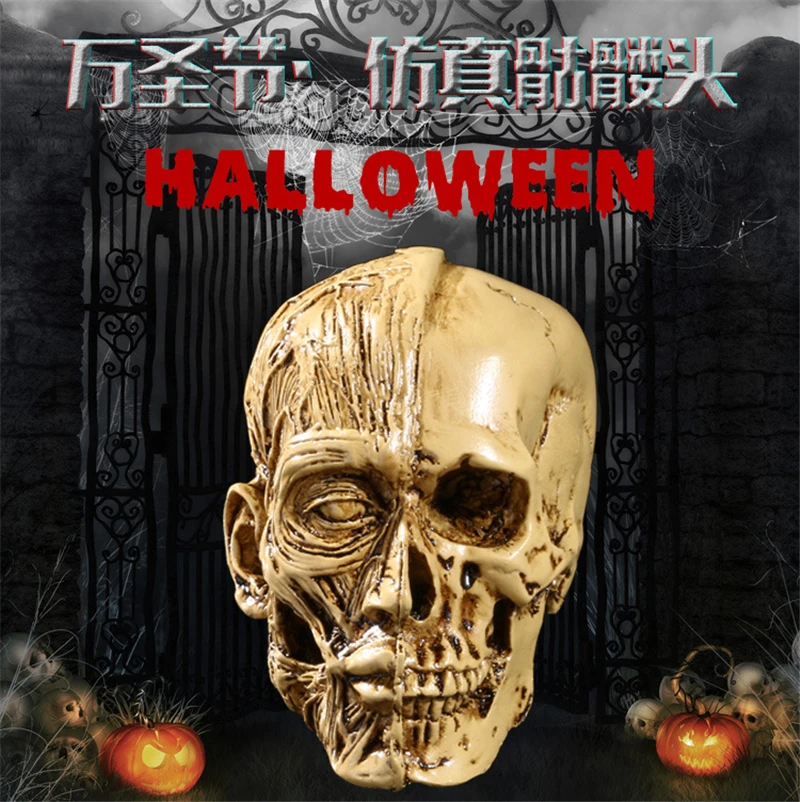 Human Model Craft Anatomy Skull Head Muscle Structure Still Life Sketch Teaching Model