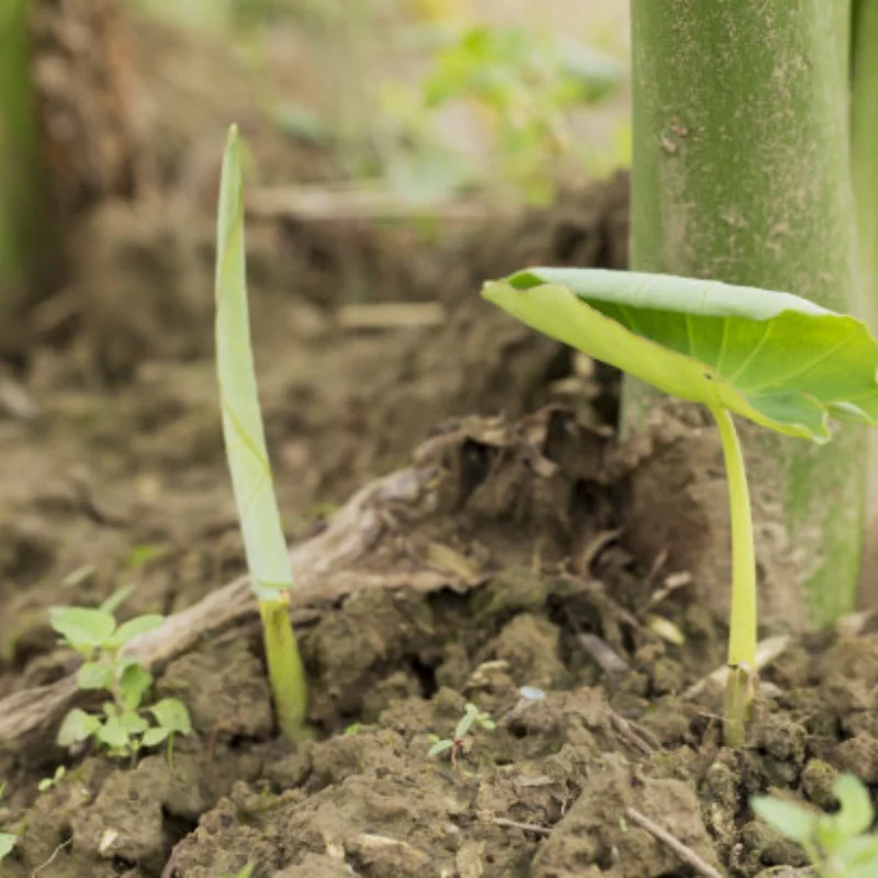 

Must - Have for 1/18 Scale Crawlers! TRXS TRX4 - 4M HB CR18P High - Performance Tire Set, Compatible with Multiple Models