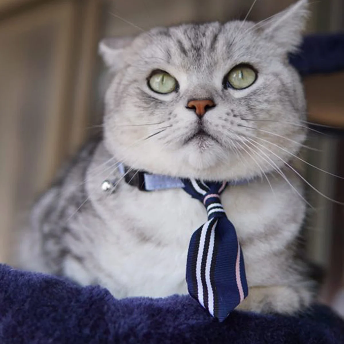 

pet necktie pet bow tie bow knot adjustable necktie dog necktie cat necktie