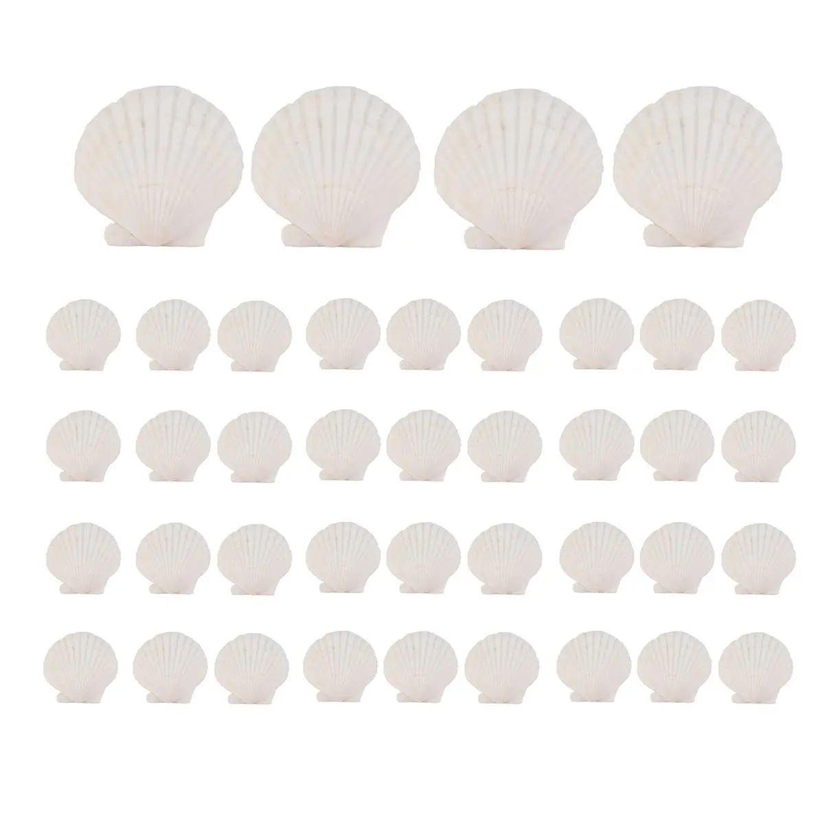 Reliable- 40PCS Natural Scallop Shells 1.4-2.4inch White Small Sea Shells for Crafts Crafting Shell Bulk Real Seashells