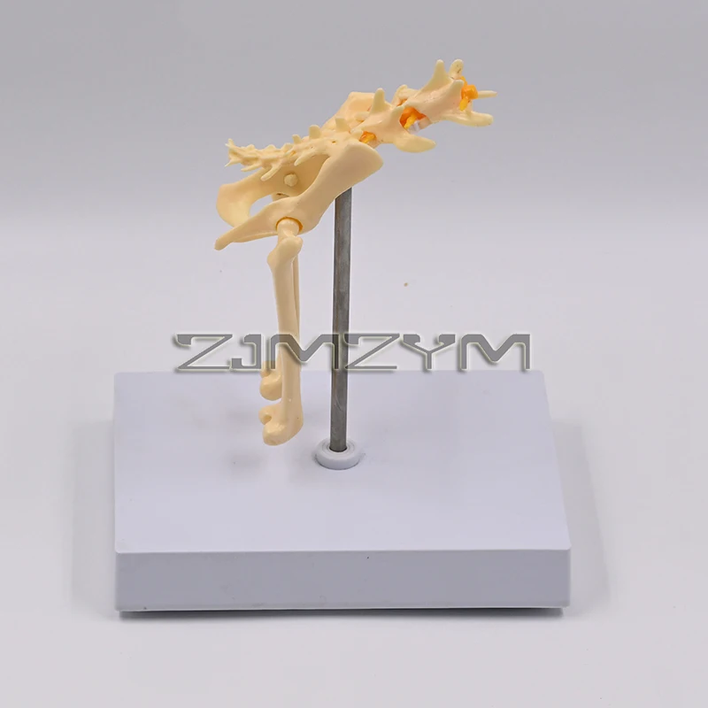 1:1 Cat Hip Joint Model Cat Skeleton Bone Animal Veterinary Teaching Teaching Instrument