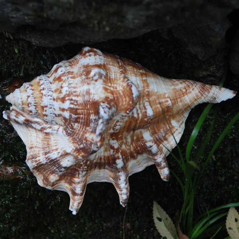Premium Large Sea Snail Shell - Approximately 15cm - Coral Aquarium Ornament, Decorative Collectible - Elephant's Foot Turban Sh