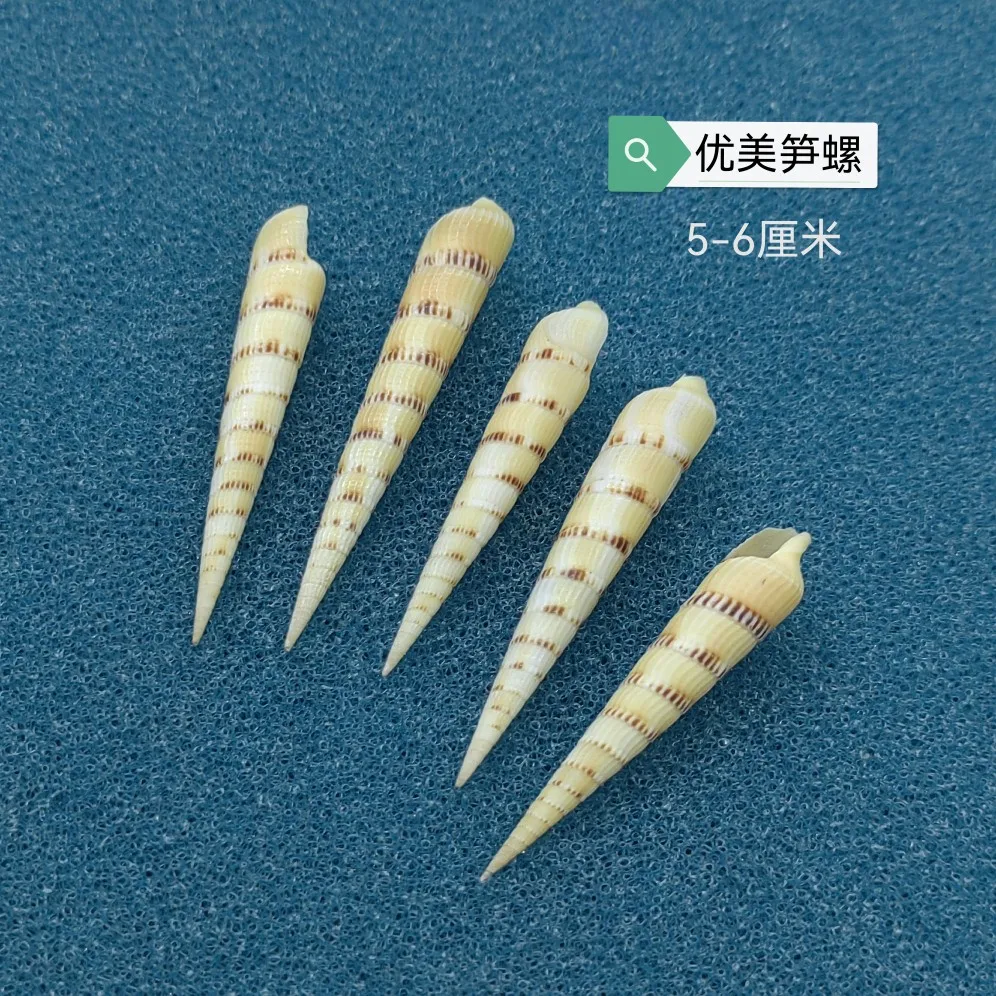 Conch Shell Long Spiral Conch Pagoda Snail Bamboo Shoot Snail White Nail Cone Snail Shell Conch Aquatic Landscaping Ornaments