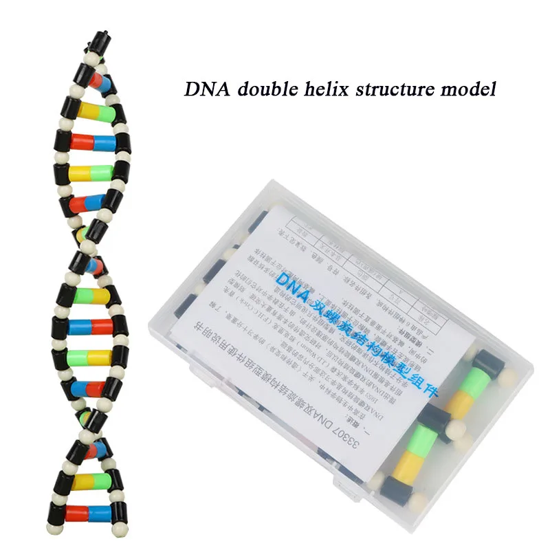 DNA Double Helix Structure Model Component Biological Genetic Gene And Variation Teaching Equipment Experimental Equipment