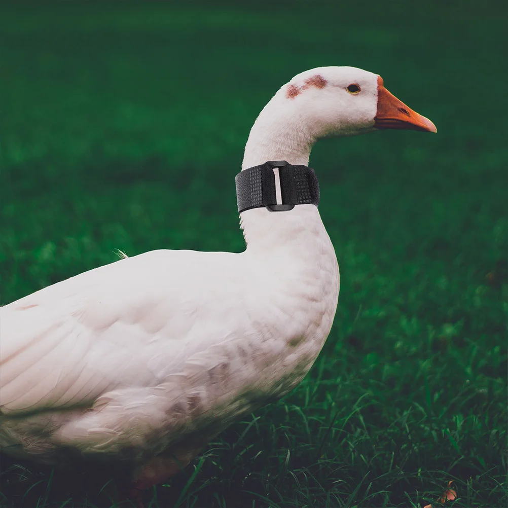 

8Pcs Anti-Noise Rooster Collar Fine Workmanship Adjustable Fit Ideal for Poultry Farmers and Rooster Collar