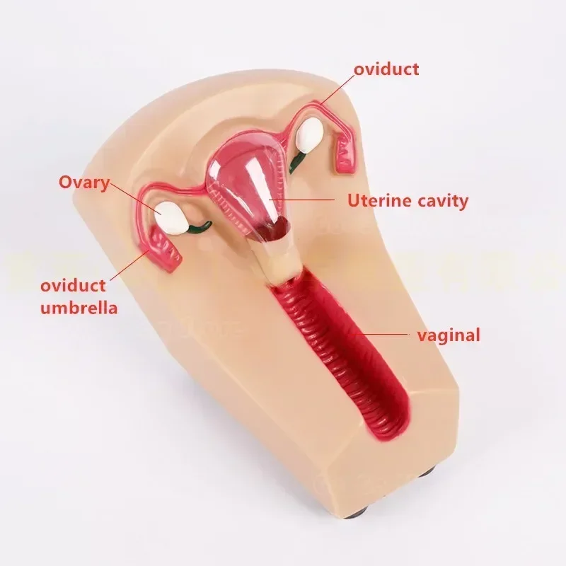 

Тренировочный симулятор IUD, женское внутриутеринское контрацептивное устройство, модель H #