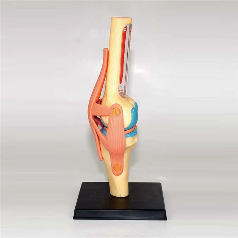 ใหม่! ลําตัว Human Body Model การศึกษาอวัยวะข้อเข่าสําหรับนักเรียนการสอนการศึกษาประกอบรุ่น