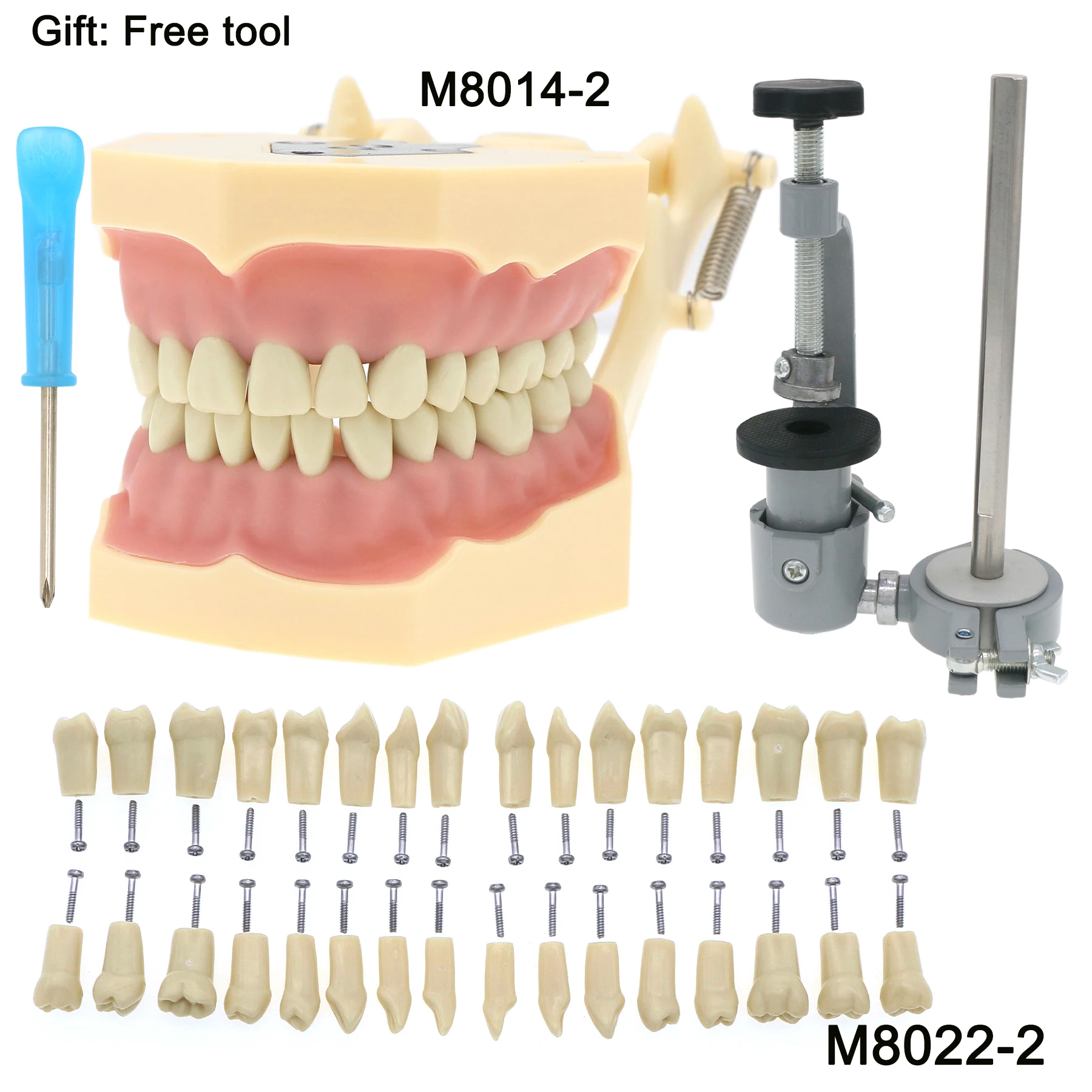 

Dental Typodont Standard Teeth Model Frasaco AG3 Mounting Pole 32PCS Teeth Replacement Screw-in M8014-2/M8022-2