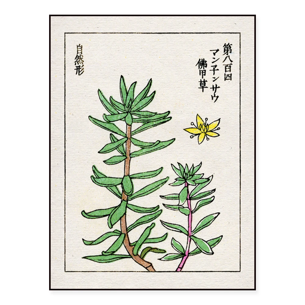

Succulent Printing Antique Asian Succulents Poster Lotus Canvas Poster Nordic Style Wall Art Prints Home Decor Painting
