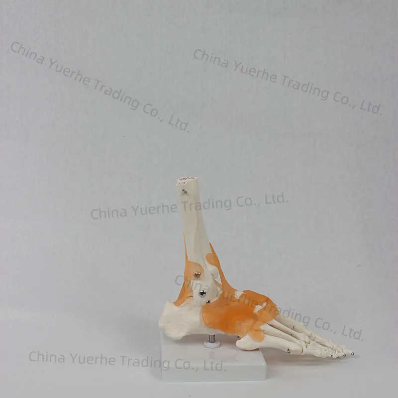 

Функциональная модель сустава стопы, модель человеческого сустава, обучающая модель кости стопы